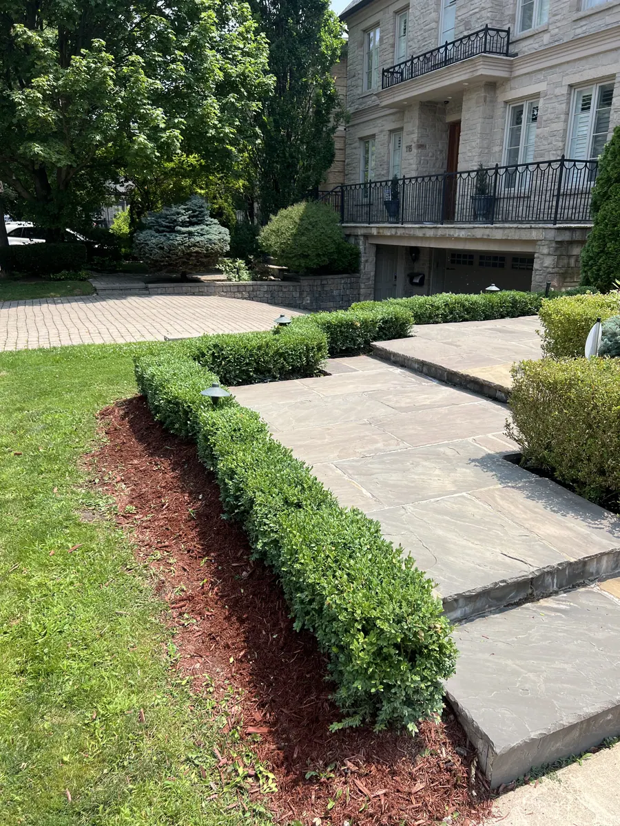 Neatly shaped hedges surrounding a landscaped residential walkway