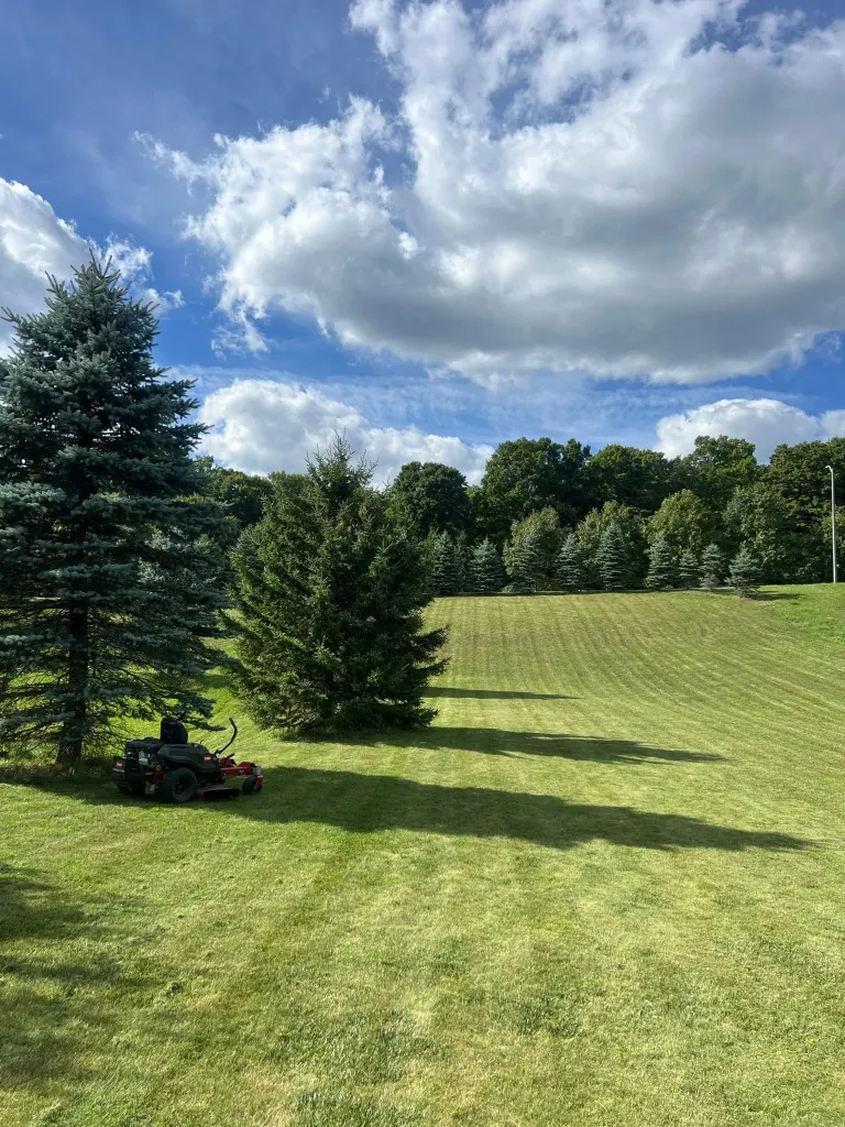 Expansive green lawn framed by mature pine trees