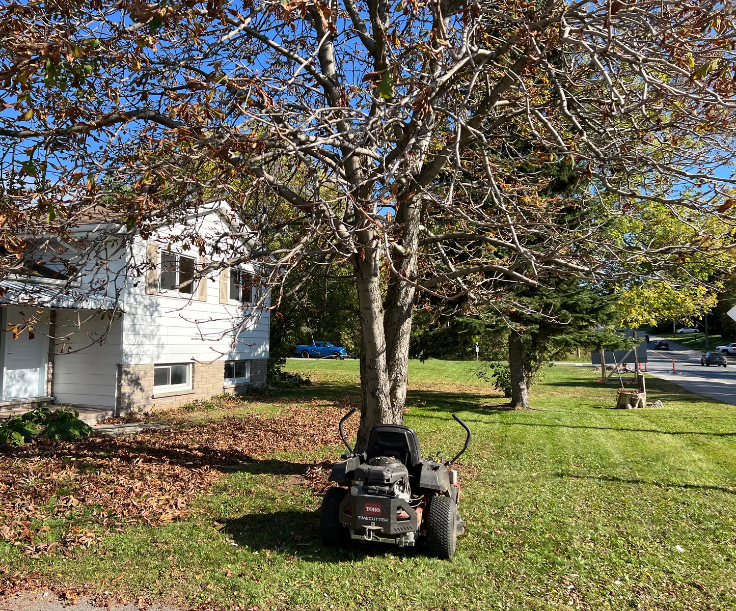 PineWorks leaf cleanup in progress, with cleared grass beside remaining leaves
