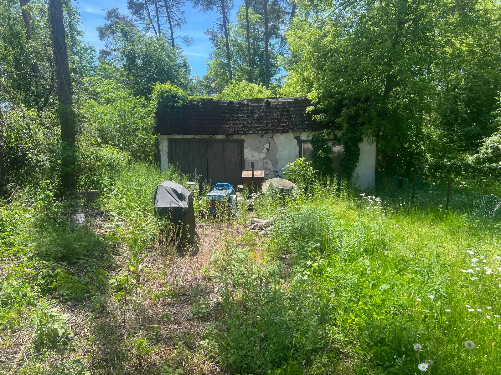 Backyard with tall weeds and heavy overgrowth before PineWorks cleanup