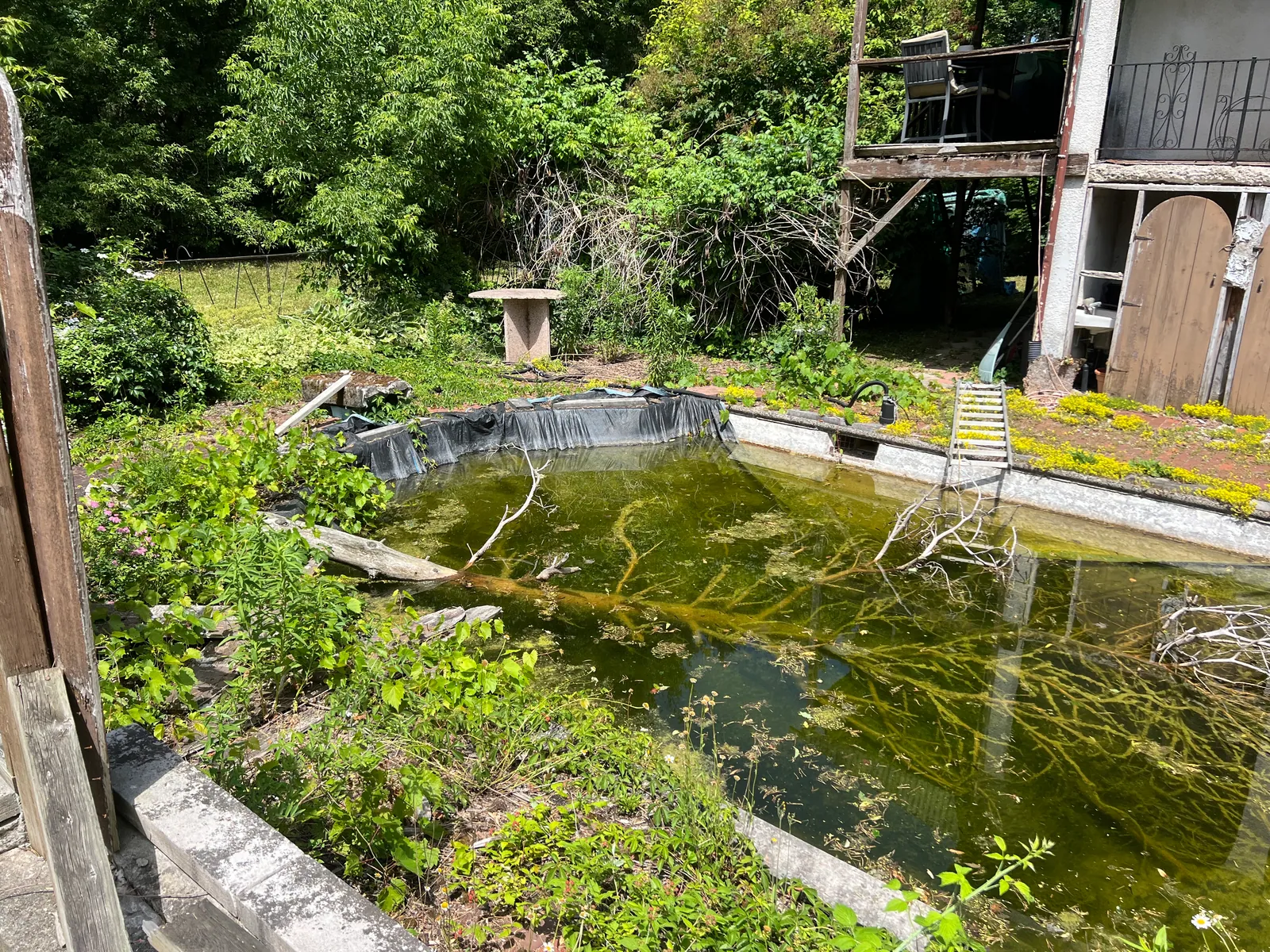 Overgrown pool area with branches and vegetation before cleanup